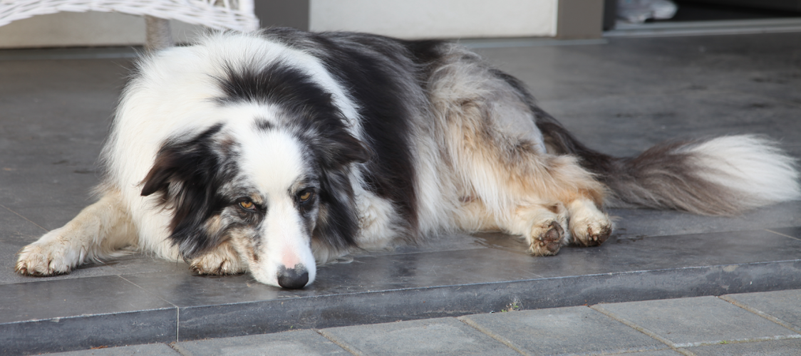 Hund Juri wartet auf die Spargelzeit